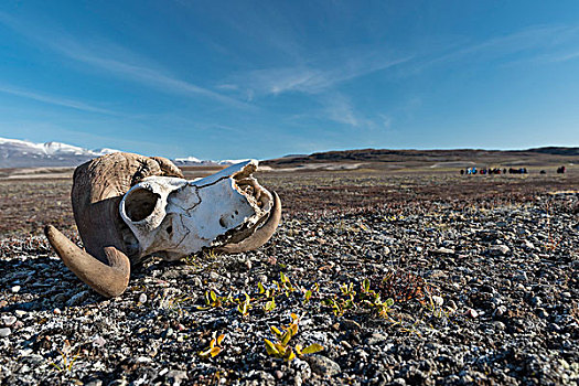 头骨,麝牛,奥斯卡,峡湾,东北方,格陵兰,国家公园,北美