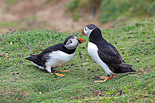 一对,大西洋海雀,北极,交配,斯科莫岛,彭布鲁克郡,海岸,国家公园,威尔士
