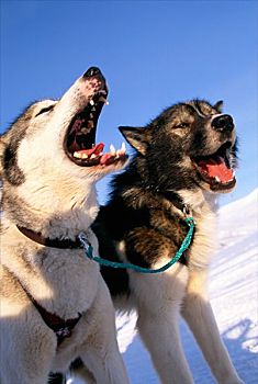格陵兰,狗,斯瓦尔巴特群岛