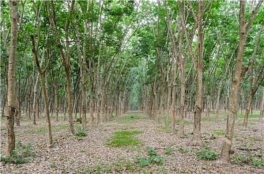 橡胶树,种植园,泰国
