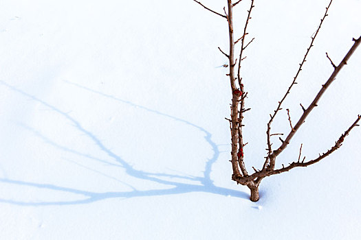 小树在雪地投射的美丽阴影