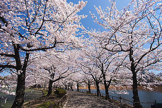 樱花,上野,公园