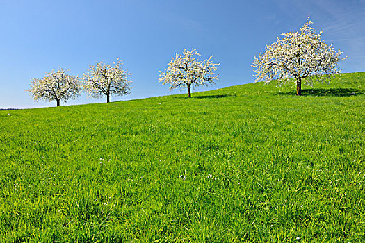 樱桃树,草地,巴登符腾堡,德国