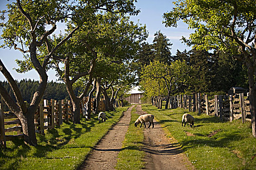 绵羊,放牧,道路,盐泉岛,不列颠哥伦比亚省,加拿大