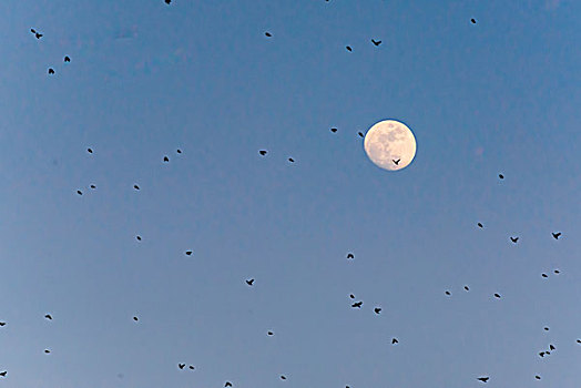 月亮下的一群鸟
