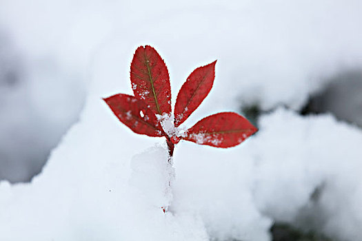 红叶,白雪