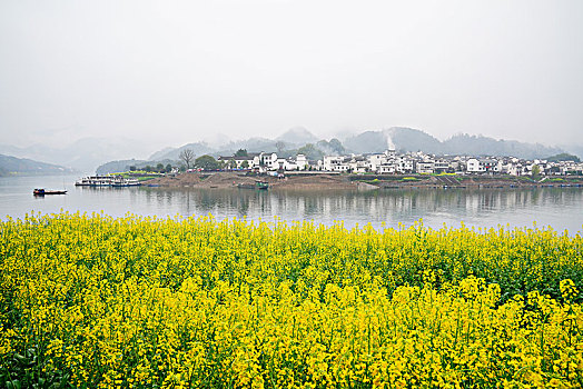 山水画廊,新安江,江河,油菜花