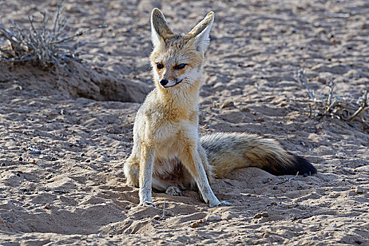 角狐,狐属,成年,女性,坐,沙,地面,卡拉哈迪大羚羊国家公园,北开普,南非,非洲