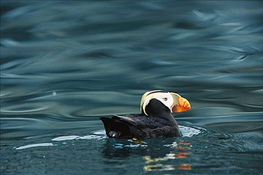 海鹦,游泳,奇奈峡湾国家公园,阿拉斯加