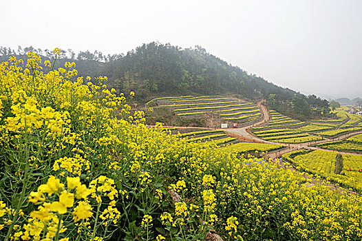 油菜花田