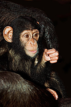 黑猩猩,类人猿,年轻