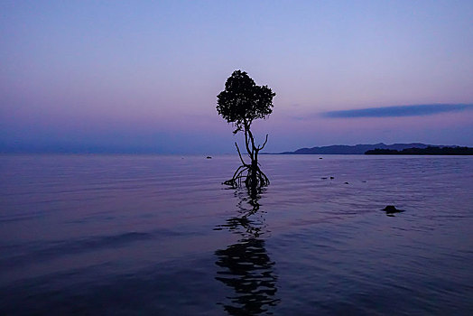 红树林,黄昏