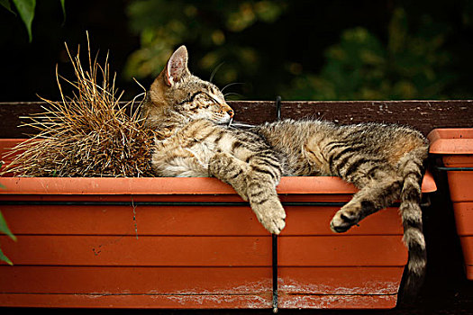 虎斑猫,1岁,乡村,睡觉,花,盒子