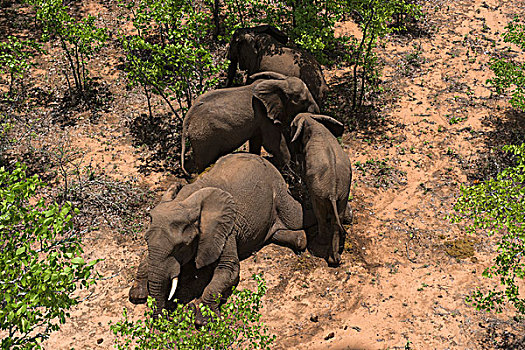 大象,捕获,团队,非洲象,直升飞机,津巴布韦