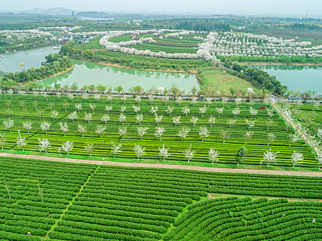 俯瞰南昌县凤凰沟景区的茶园