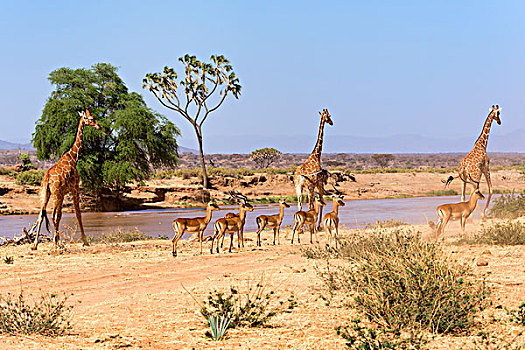 网纹长颈鹿,长颈鹿,黑斑羚,萨布鲁国家公园,肯尼亚,非洲