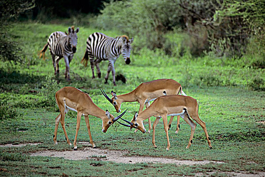坦桑尼亚,大裂谷,黑斑羚