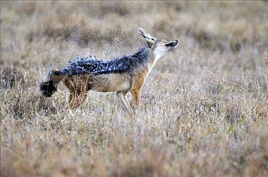黑背狐狼,黑背豺,抖动,水,毛皮,禁猎区,肯尼亚,东非,非洲