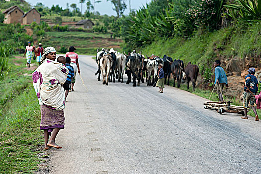 madagascar,ambalavao,family,walking,on,the,road,with,ox,zebu