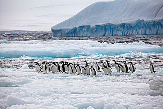 生物群,阿德利企鹅,冰原,保利特岛,南极