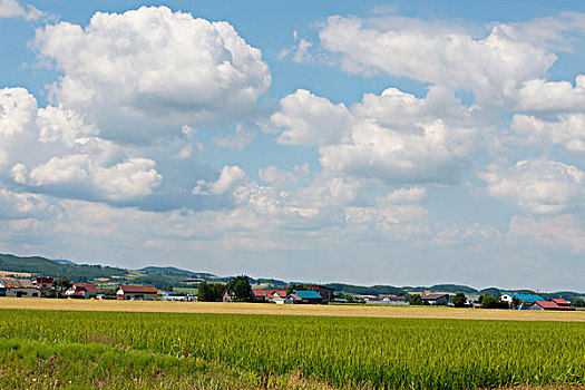 稻田,房子,富良野,北海道,日本,大幅,尺寸