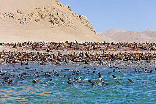 南美海狮,南方,海狮,生物群,帕拉加斯,国家公园,秘鲁