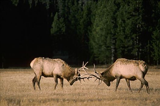 麋鹿,鹿属,鹿,两个男人,打斗,秋天,黄石国家公园,怀俄明