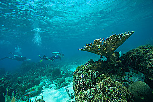 潜水,珊瑚,加勒比,深潜,海湾群岛,洪都拉斯,中美洲