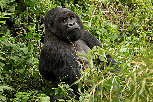非洲,卢旺达,火山国家公园,山地大猩猩,大猩猩,多,濒危物种
