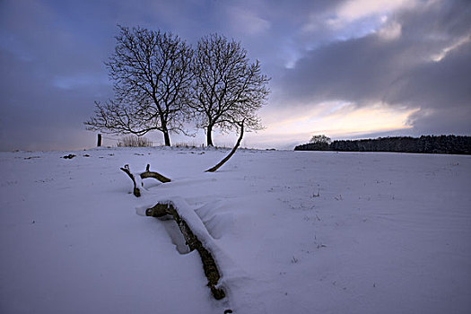 冬天,两个,橡树,积雪,草地,天空,云,陆地,区域,北莱茵威斯特伐利亚,德国,欧洲