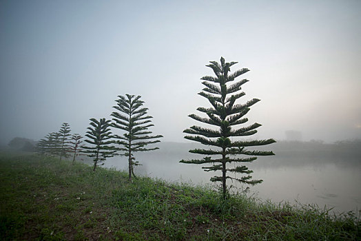 泰国,清莱,风景,晨雾