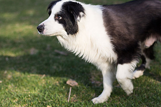 狗边牧牧羊犬