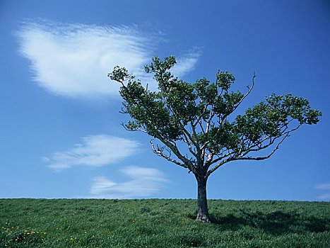树,地点,蓝天