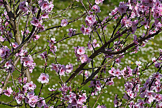 杏花,春天,奥登瓦尔德,黑森州,德国