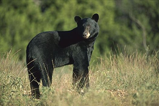 黑熊,美洲黑熊,幼小,肖像,区域,墨西哥