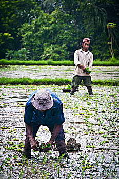 工人,稻田,乌布,巴厘岛,印度尼西亚