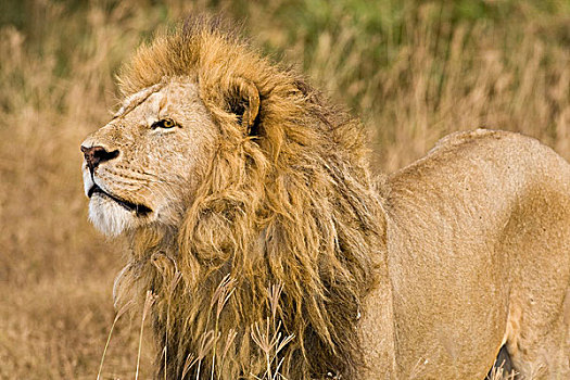 非洲,坦桑尼亚,雄性,狮子,恩戈罗恩戈罗火山口