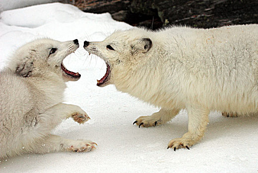 两个,北极狐,白色,狐狸,极地,雪,成年,争斗,交际,行为,雪地,蒙大拿,北美,美国