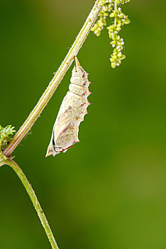 大孔雀蝶毛虫的图片图片