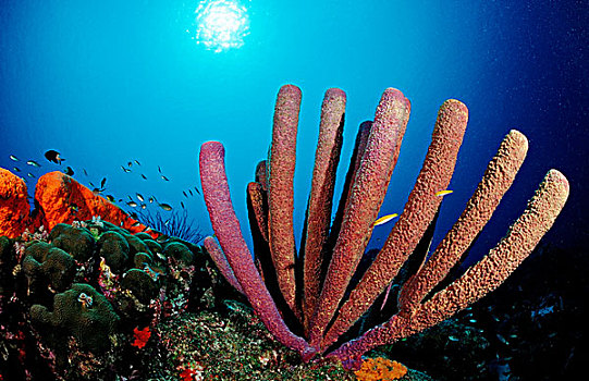 礁石,海绵,加勒比海,英属维京群岛
