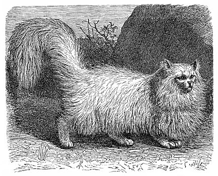 历史,插画,安哥拉猫,猫科动物,19世纪,百科全书