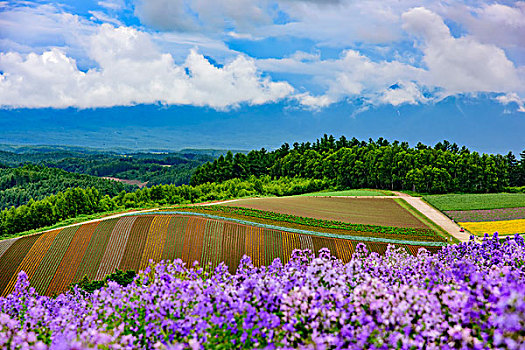 北海道花田