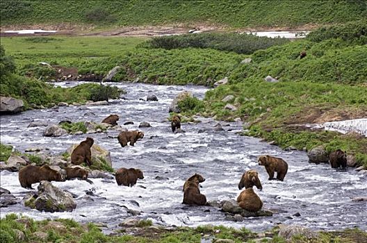 棕熊,群,觅食,三文鱼,孤单,五月,捕鱼,河,堪察加半岛,俄罗斯