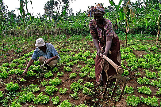 情侣,乡村,农事,工作,蔬菜,地点,阿鲁沙,坦桑尼亚,十二月,2008年