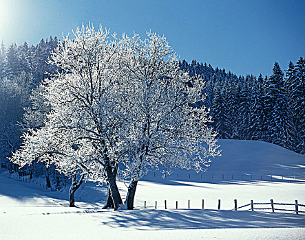 冬季风景,自然,风景,季节,冬天,雪,积雪,晴朗,白天,树,落叶树,秃头,树林,边缘,草地,栅栏,自然风光,原生态