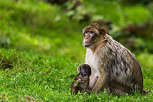 母亲,幼仔,巴巴利猕猴