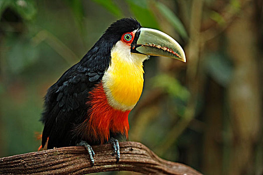 巨嘴鸟,成年,枝条,潘塔纳尔,巴西,南美