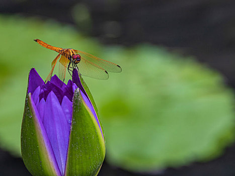 夏季池塘,一只站在含苞待放蓝莲花上的金色蜻蜓
