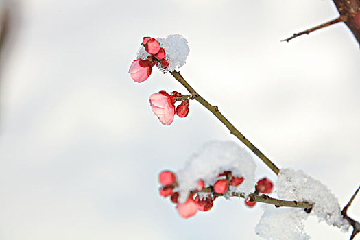 梅花