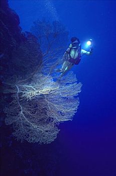 潜水,泛光灯,后面,柳珊瑚虫